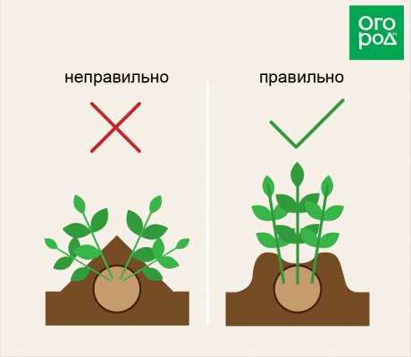 Окучивание рассады картофеля: подготовка почвы