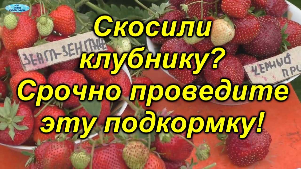 Признаки необходимости омоложения клубники