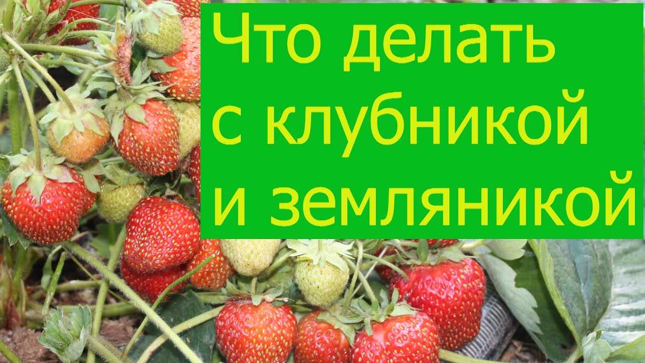 Как проводить процедуру смены места клубники