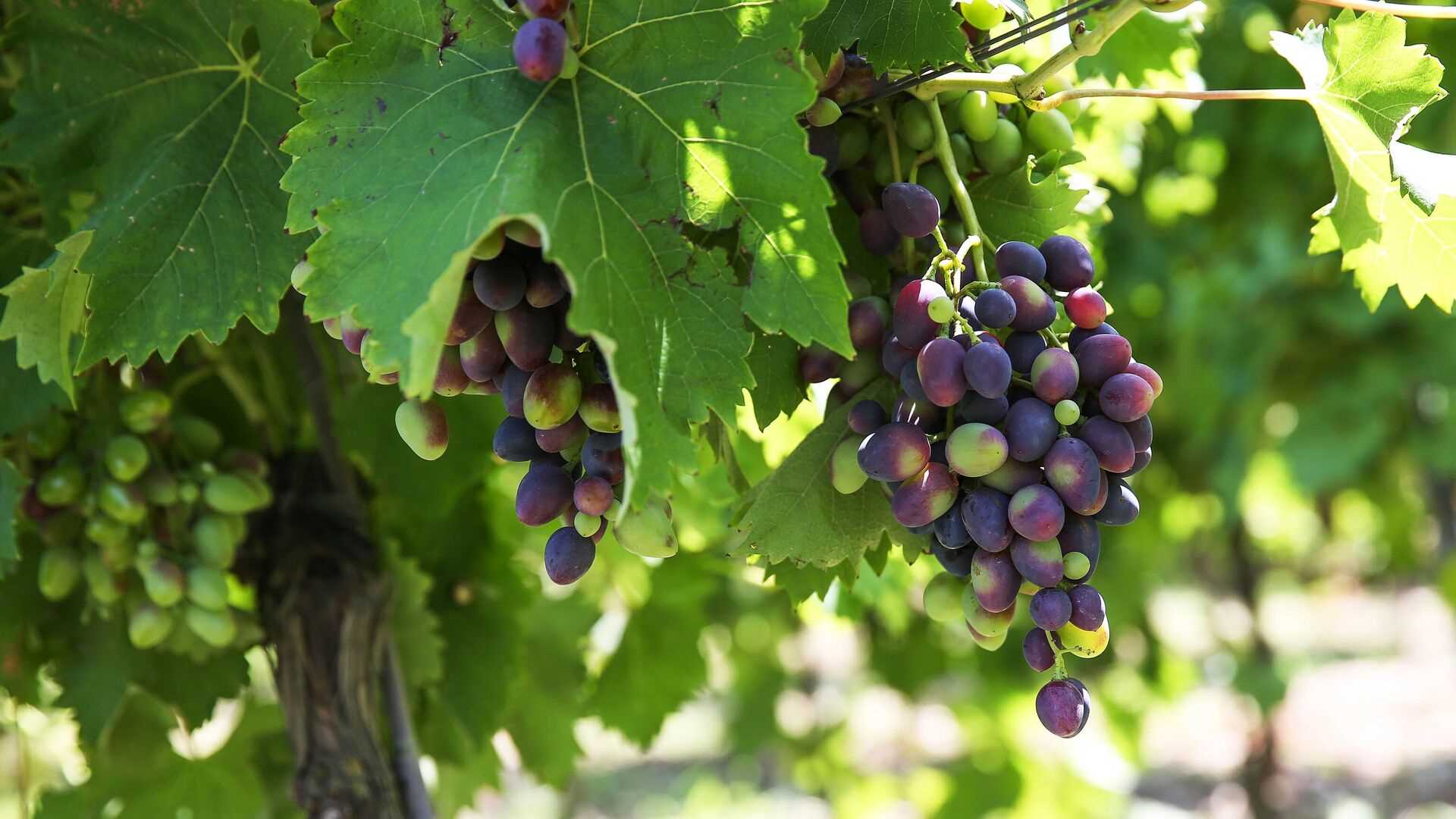 Опасные ошибки при укрытии винограда на зиму