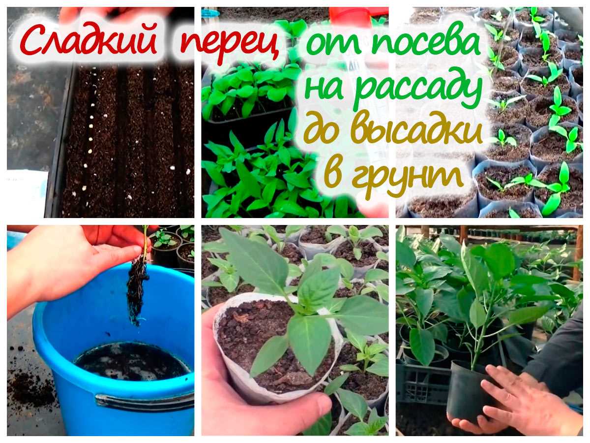 3. Периодическое укрепление почвой