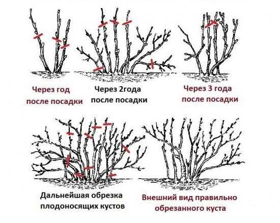 Осенняя обрезка чёрной смородины – учтите отличия от обрезки красной смородины и крыжовника!