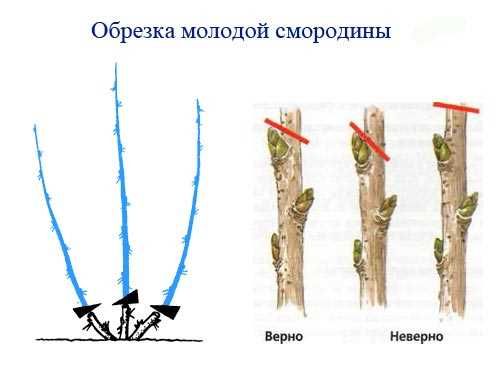 Правила обрезки чёрной смородины