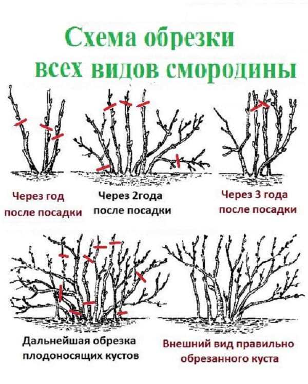 Обрезка красной смородины весной. Сформировать куст черной смородины. Весенняя обрезка красной смородины. Схемы обрезки кустов смородины.