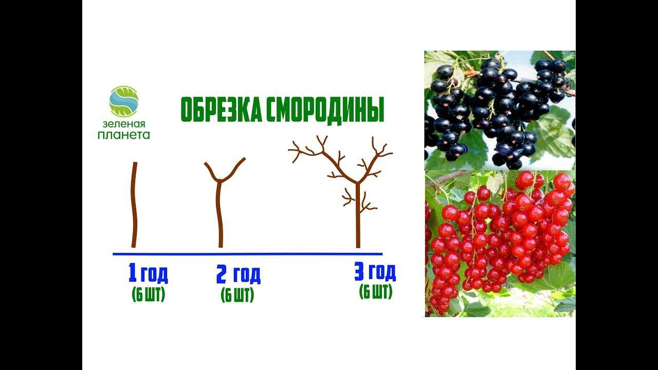 Сравнение с обрезкой крыжовника