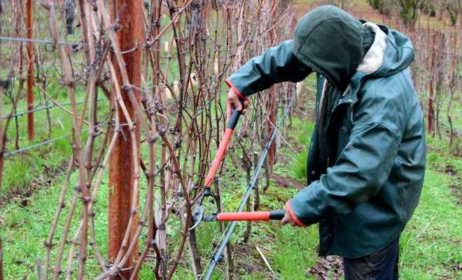 Осенняя обрезка молодых кустов винограда: что нужно оставить, а что – вырезать?