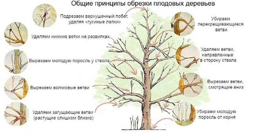 Выбор времени для обрезки