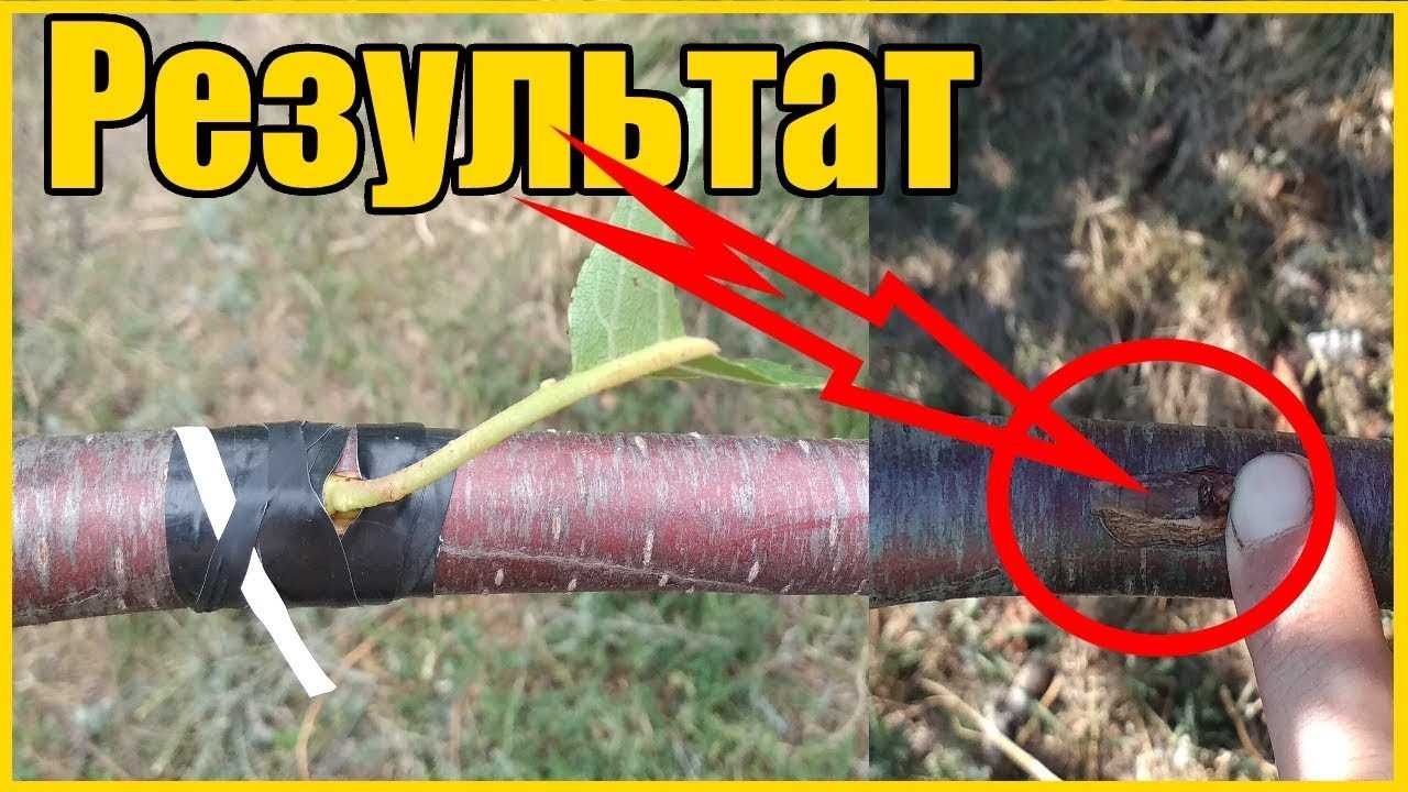 Быстрые результаты