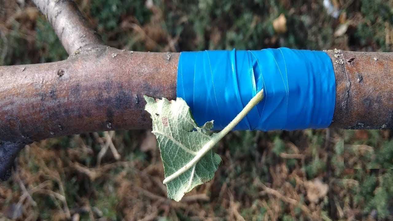 Выбор метода оккулировки