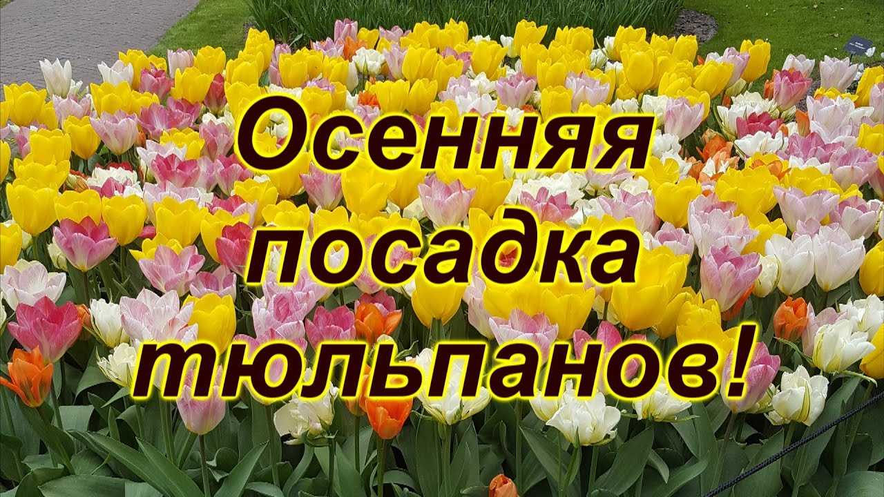 Основные этапы и секреты правильной посадки