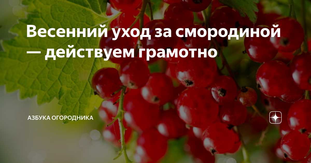 Правильное подкормление растений