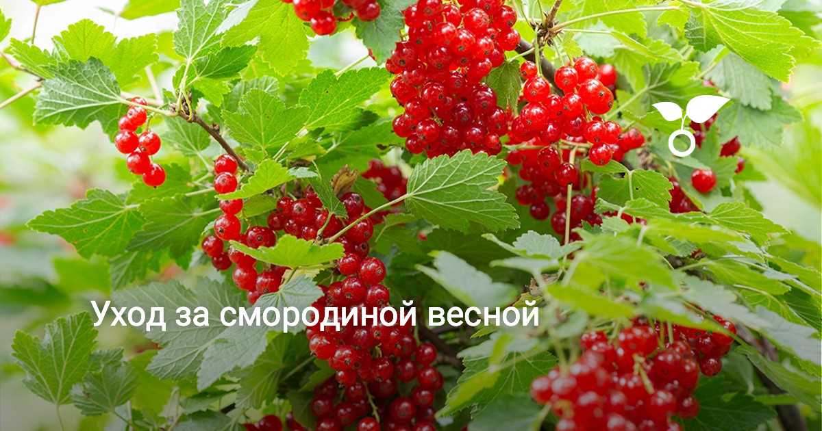 Поддержка и обрезка смородины для формирования куста