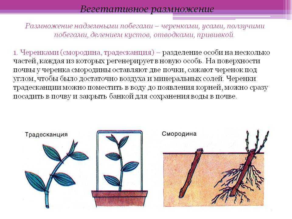 Какие способы размножения растений вы наблюдали. Вегетативное размножение корневыми отростками. Вегетативное размножение растений стеблевыми черенками. Вегетативное размножение побеговыми черенками. Вегетативное размножение комнатных растений стеблевыми черенками.