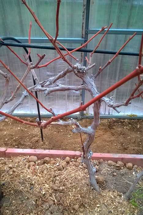 Частые ошибки при обрезке двухрукавного куста винограда