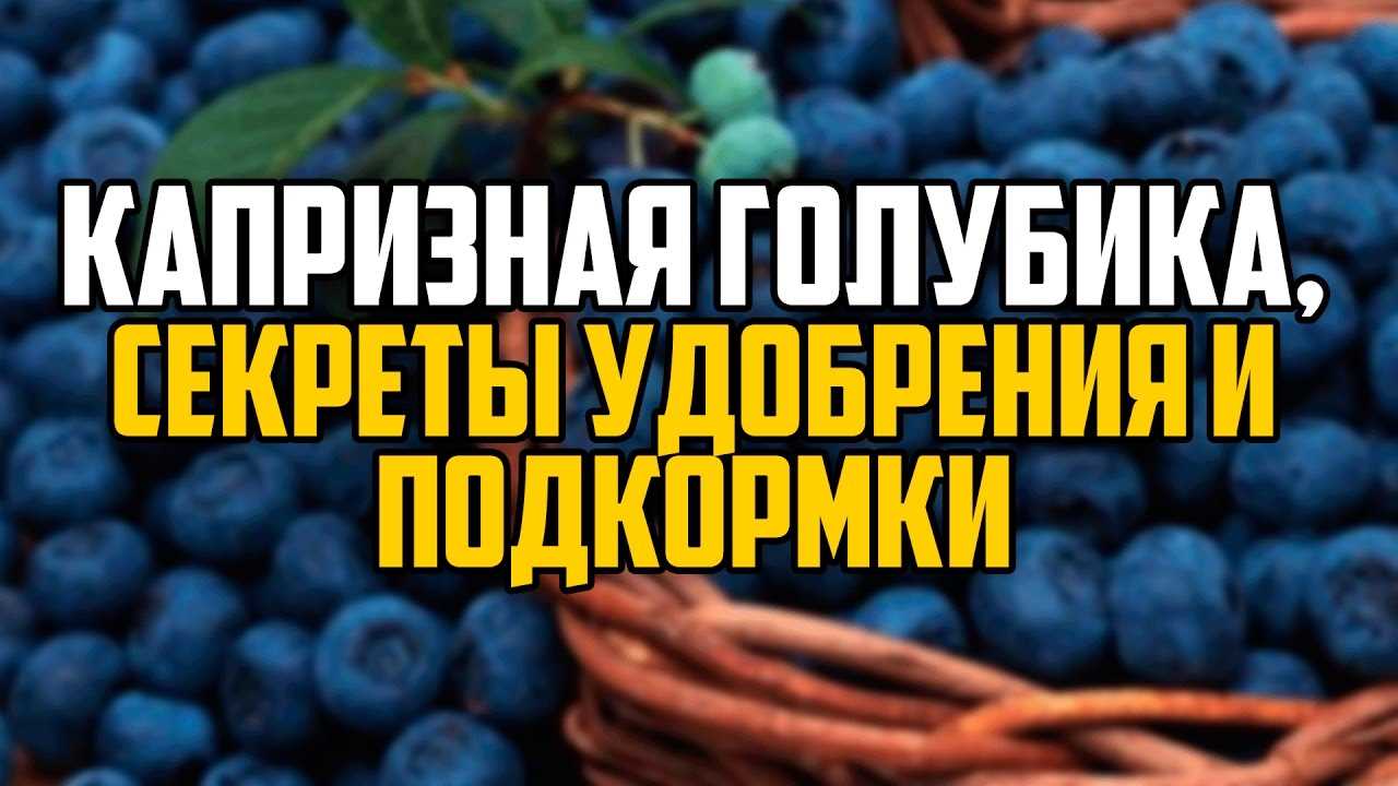 3. Регулярность подкормки