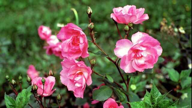 Когда посадить чайно-гибридные розы