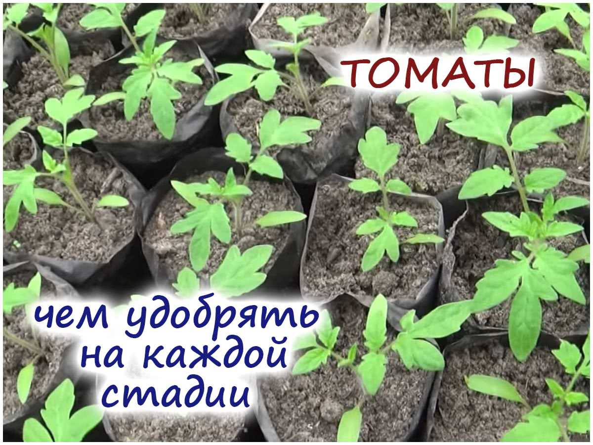 Обработка томатов антистрессовыми препаратами