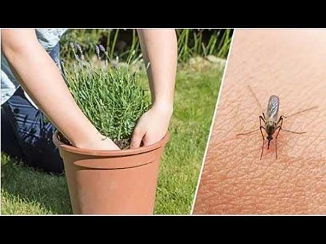 Как правильно использовать растения для отпугивания комаров