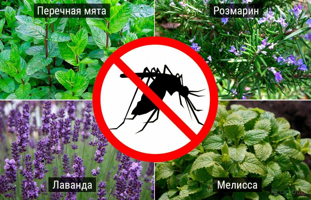 Отпугиваем комаров с помощью растений