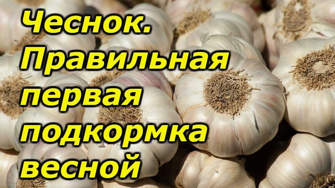 Удобряем для более крупных головок