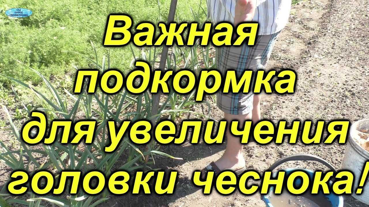 Удобрение озимого чеснока весной: как и когда проводить