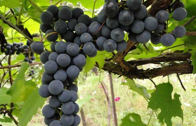 Пасынкование жирующих кустов винограда