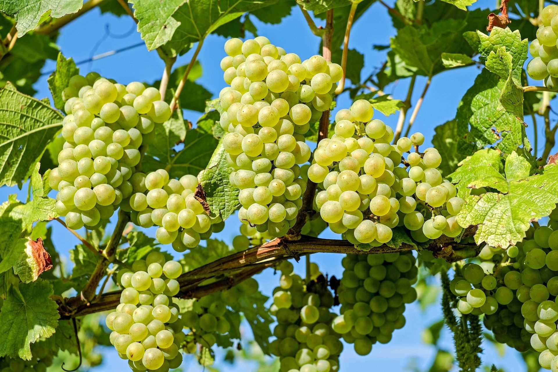 Влияние пасынкования на урожайность винограда