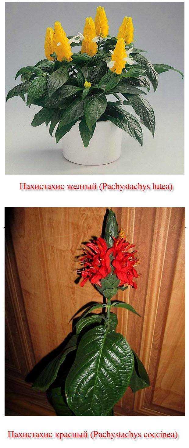 Дополнительные