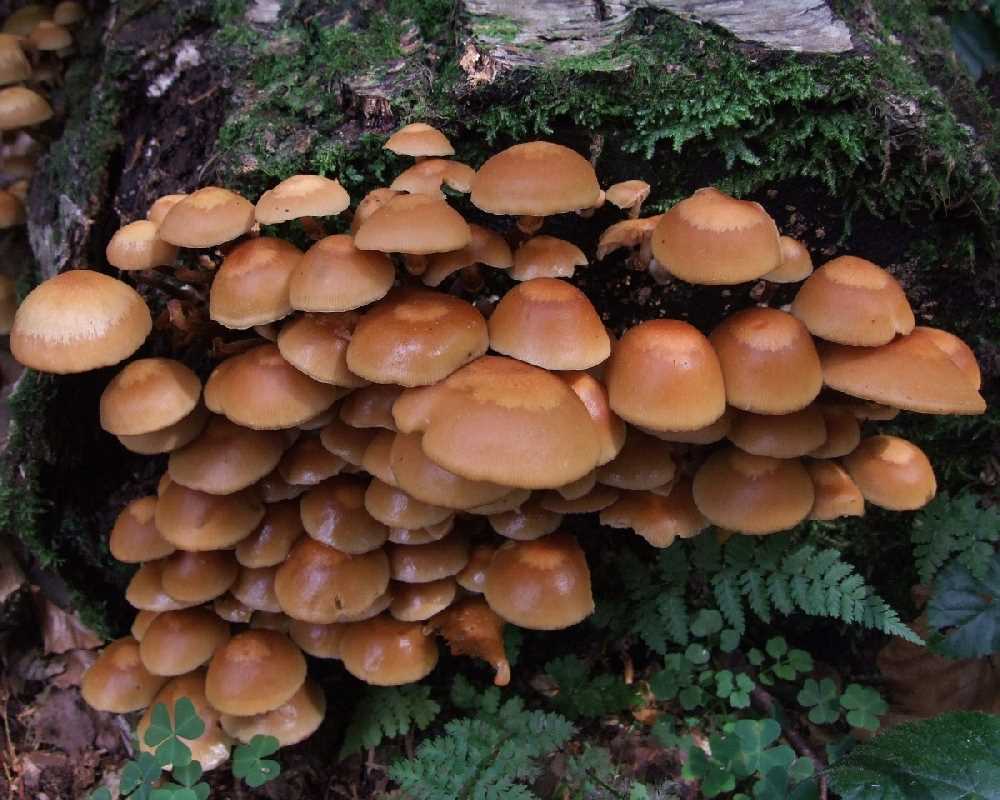 Печёночник: грибы с полезными свойствами