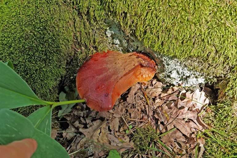 Печёночник, или “тёщин язык” – как и где искать грибы, какие есть полезные свойства, как не перепутать?