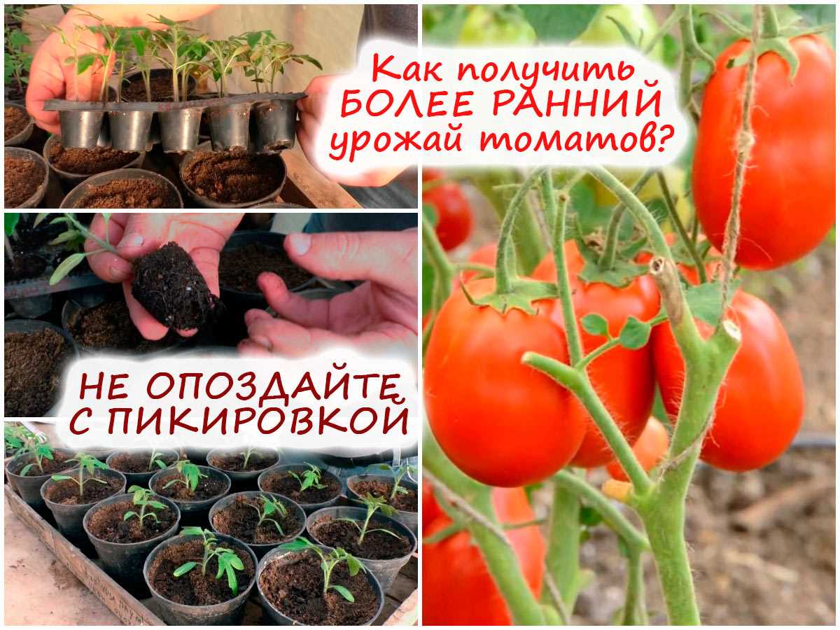 Варианты применения зрелой рассады томата