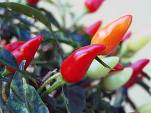 Перец чили (горький): выращивание из семян на огороде
