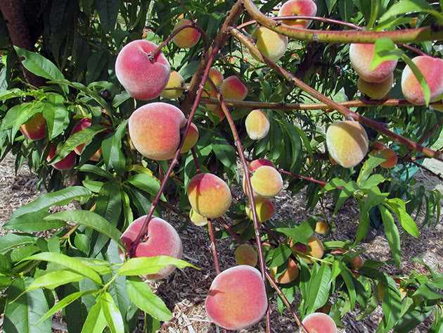 Полезные советы по выращиванию персика в саду