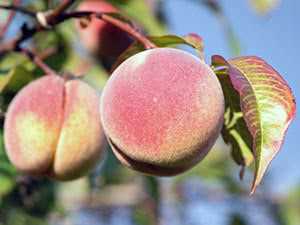 Хранение и переработка урожая персика