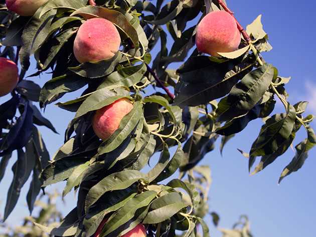 Персик: выращивание в саду, виды и сорта