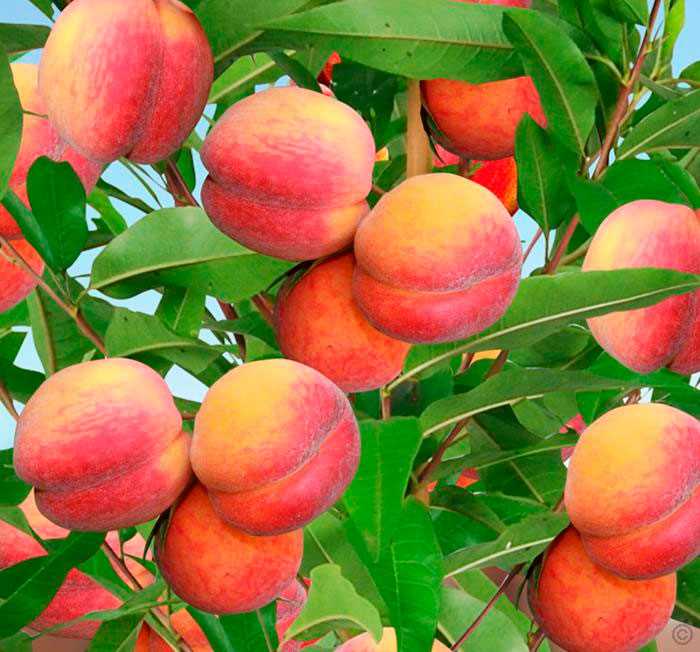 Как выбрать правильные саженцы персика