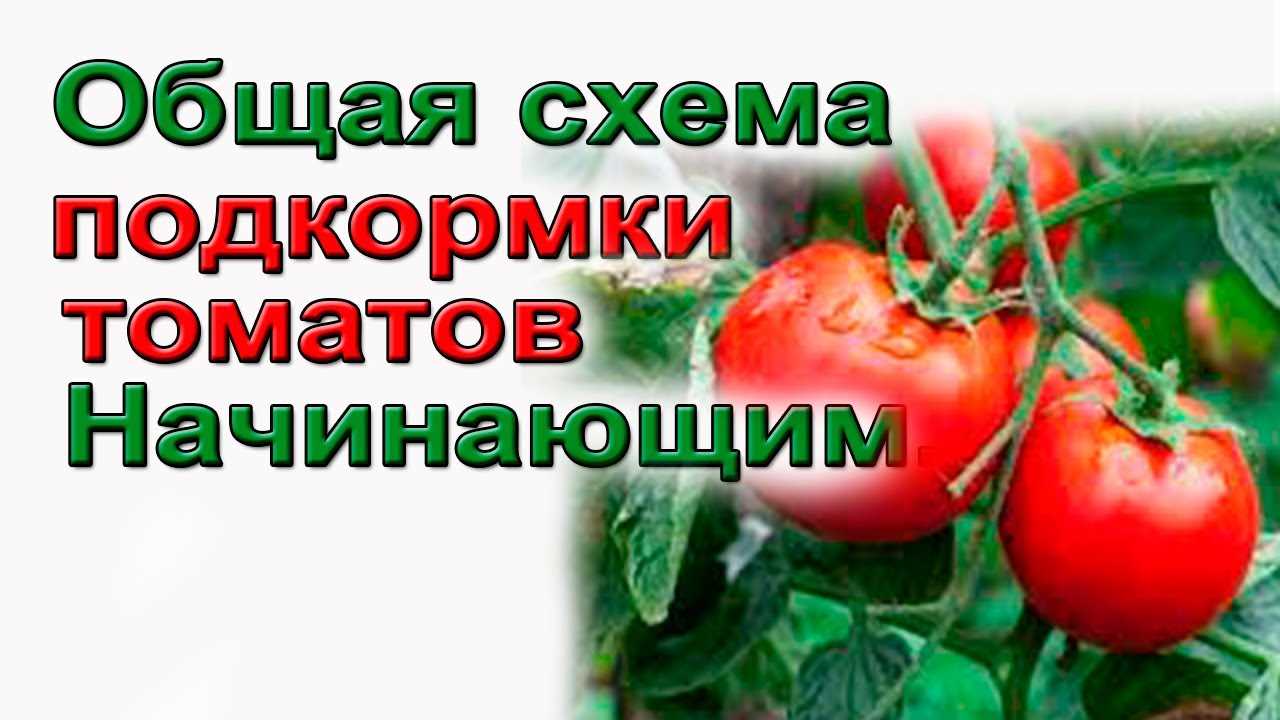 Какие рекомендации следует учесть при первой подкормке томатов?