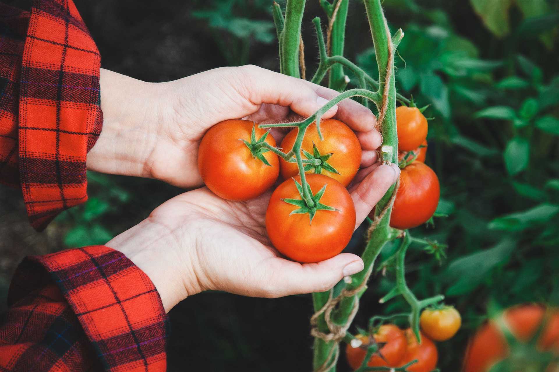 Защита от вредителей и болезней томатов