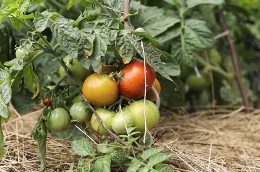 Первые зеленые плоды на томатах, или как увеличить урожай в два раза