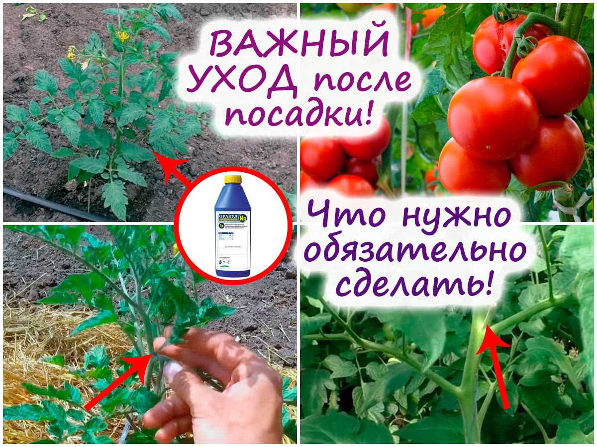 Правильный посев томатов в открытый грунт