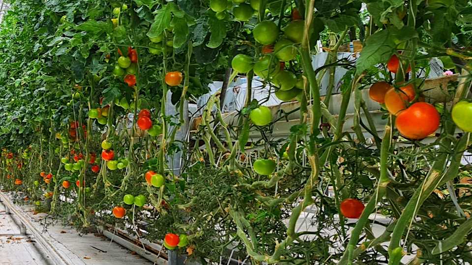 Сбор и хранение зеленых плодов томатов