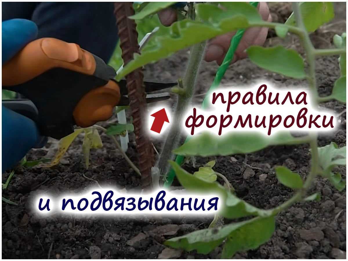 Необходимая поливка томатов для стимуляции роста