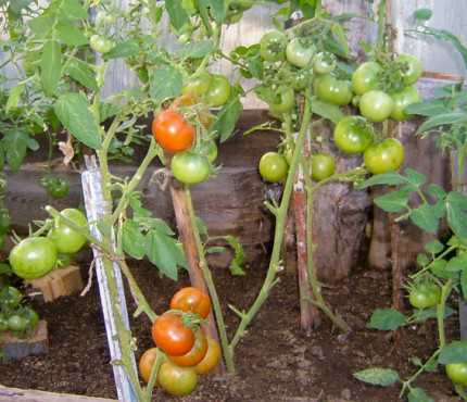 Регулярное обрезание томатных кустов для формирования крепких растений