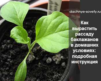 Пикировка перца и баклажанов: подробная инструкция от огородника