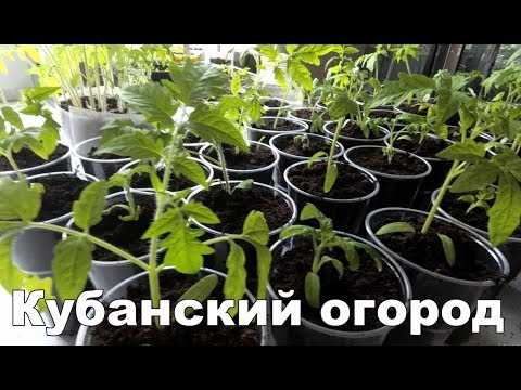 Процесс пикировки