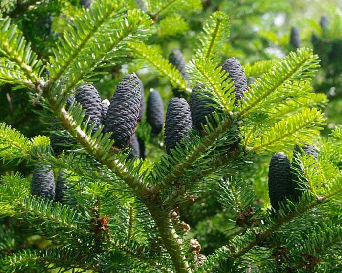 Пихта обыкновенная (Picea abies)