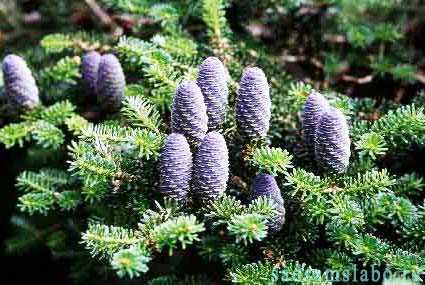 Пихта голубая (Picea pungens)