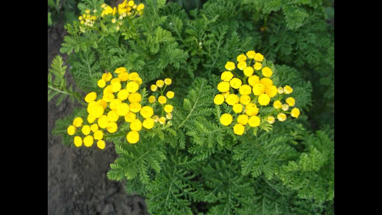 2. Пижма лимонная (Artemisia abrotanum)