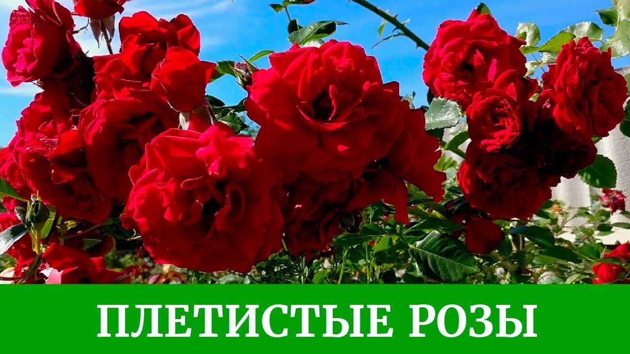 Укоренение плетистых роз