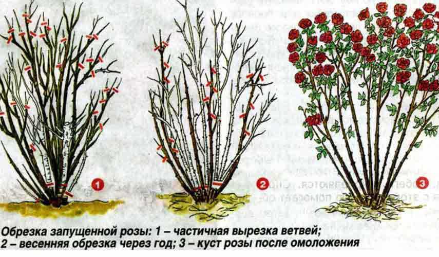 Размножение плетистых роз: семенами, черенками